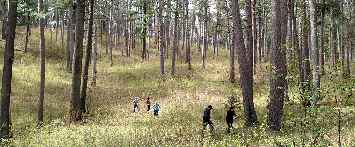 five people exploring a forest