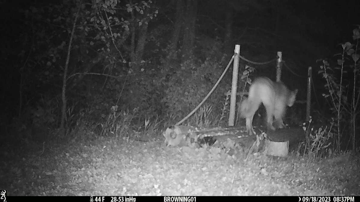 cougar caught walking in woods on trailcam