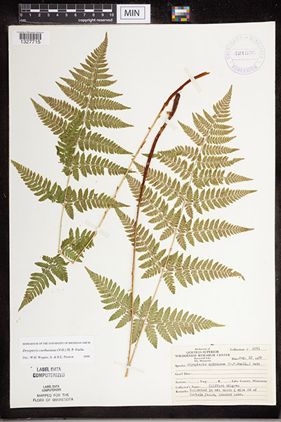 Spinulose Wood Fern samples documented in the MN Biodiversity Atlas