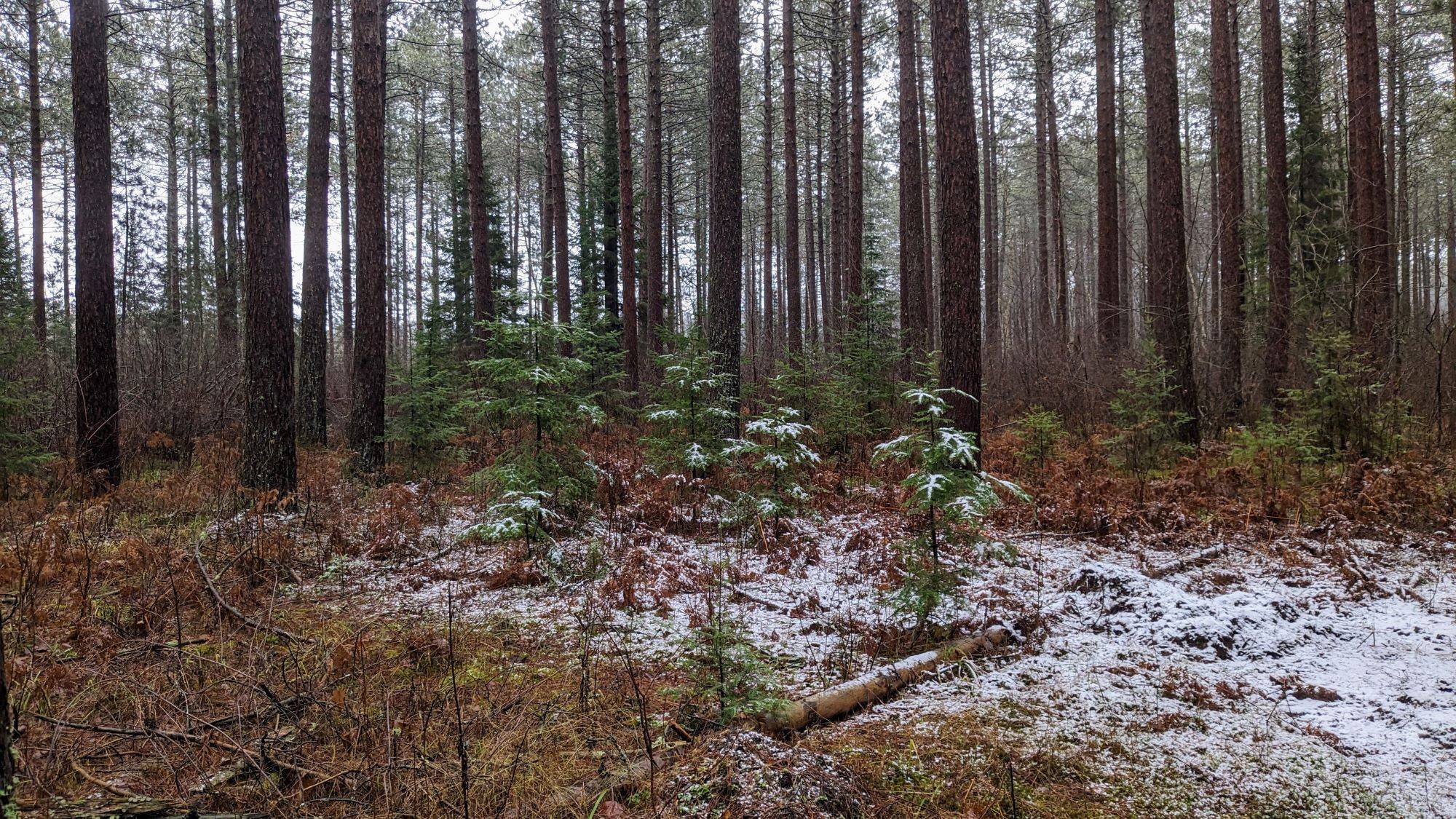 snowy ground within pine forest