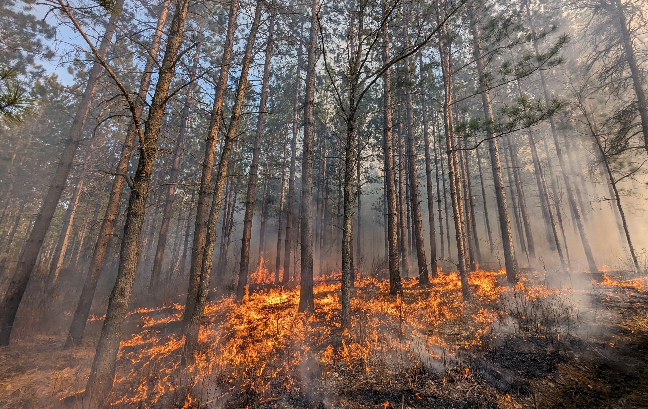 A stand of pines disappears uphill through smoke. Fire spreads across the hill below the overstory.