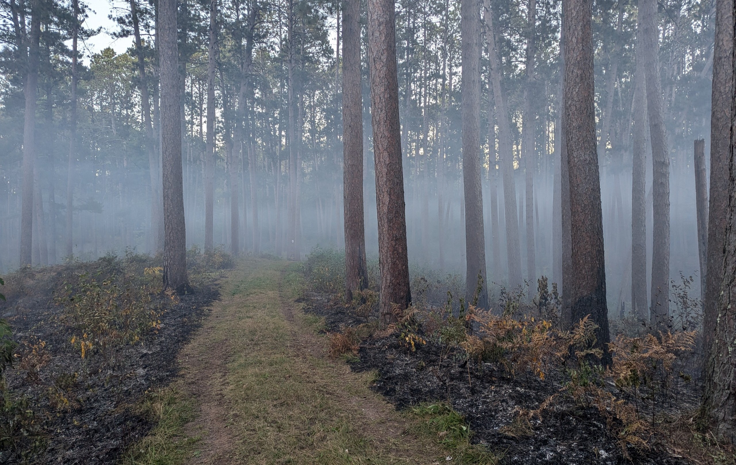 Smoke and mist float between pine trees while scorched earth lays in the foreground.