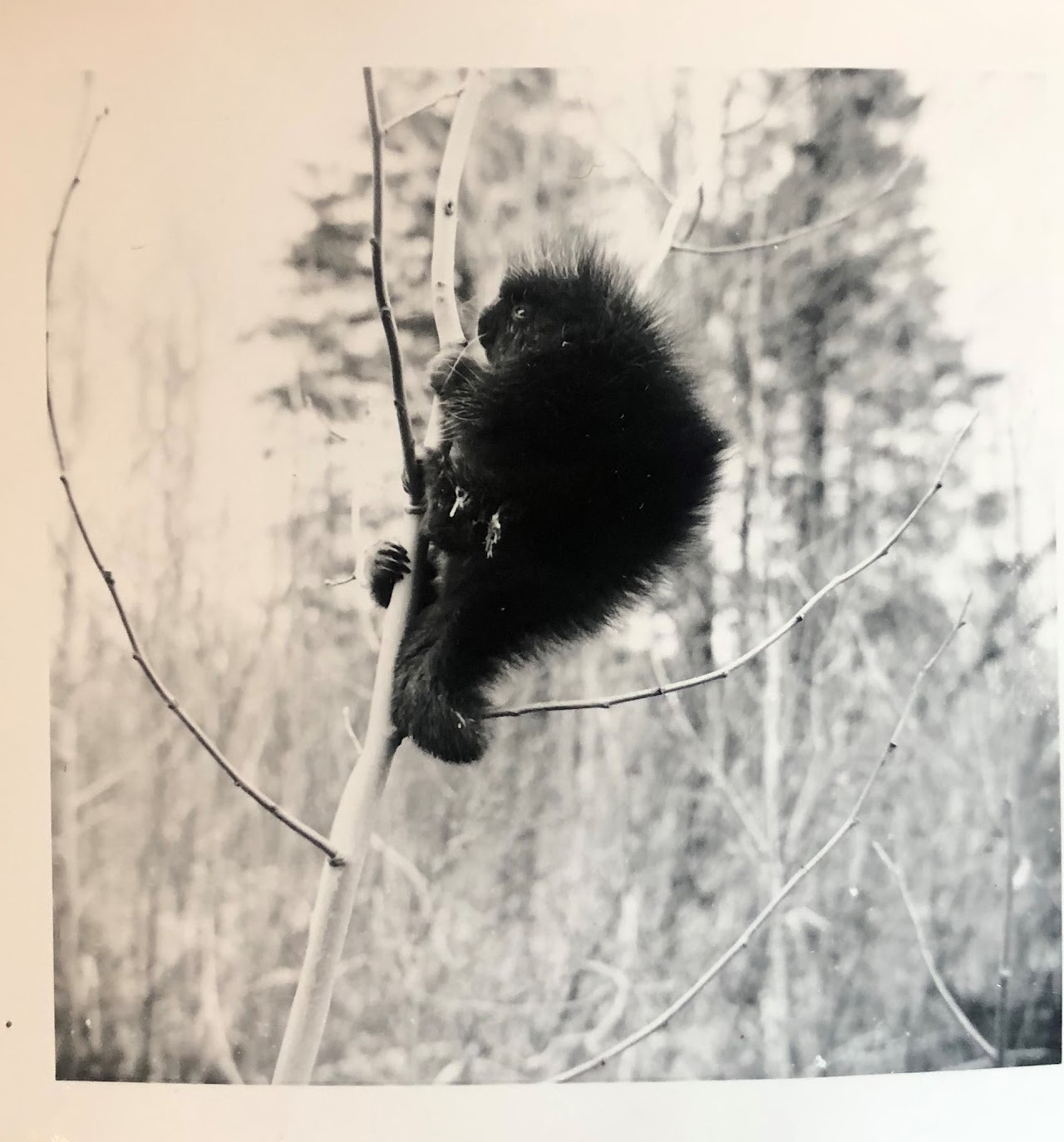 A black and white historical photo of a porcupine hanging onto a small tree near the top.