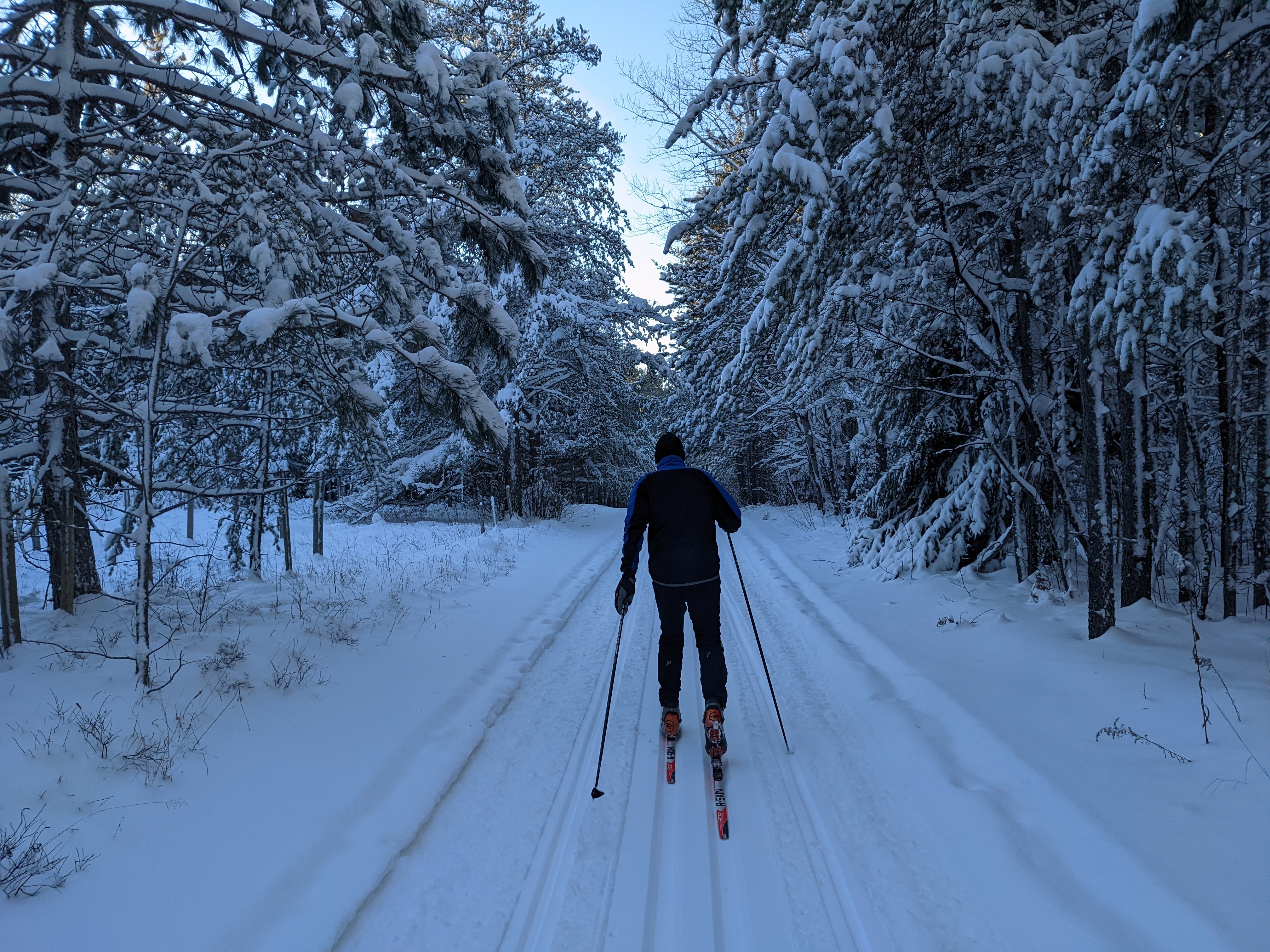 A cross-country skier moves down a snowy forest road, surrounded by snow-flocked pine trees.