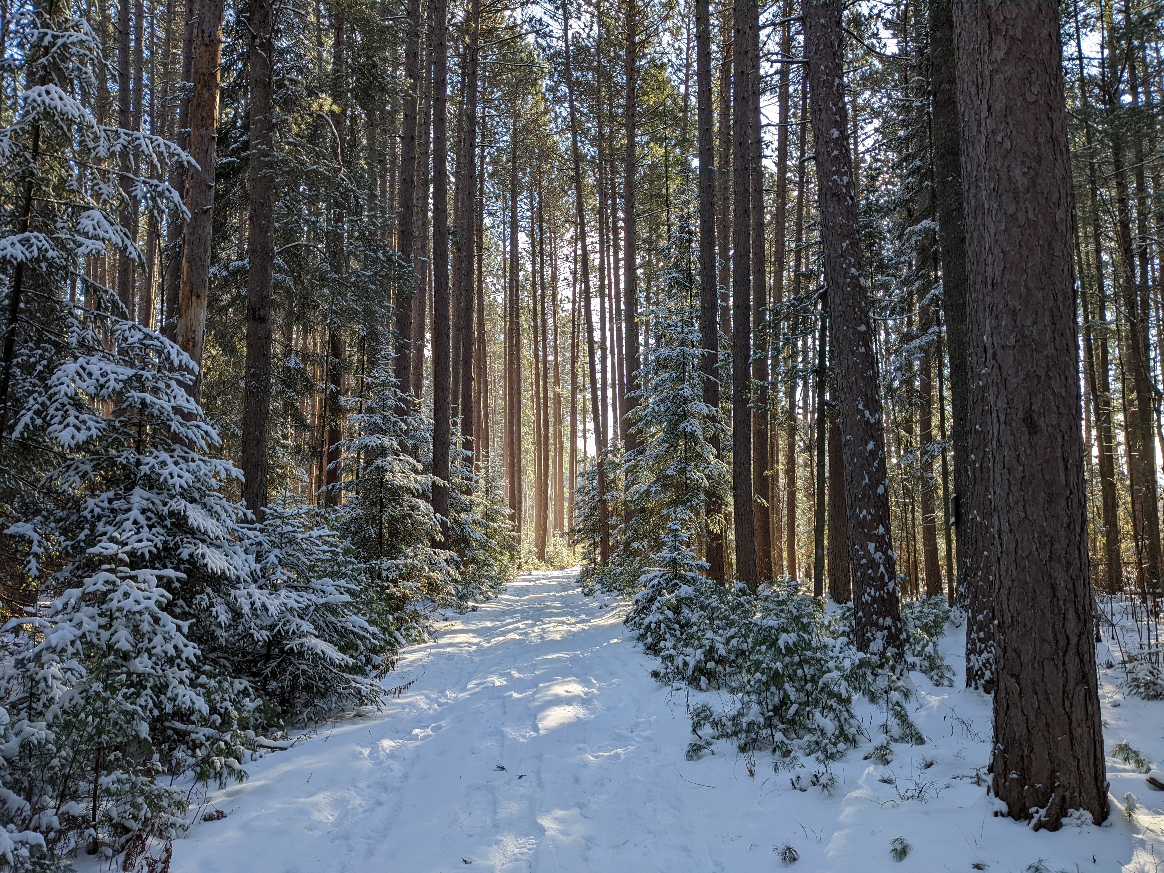 A small, snow-covered trail leads off into the woods. Tall and short pines surround the trail on either side.