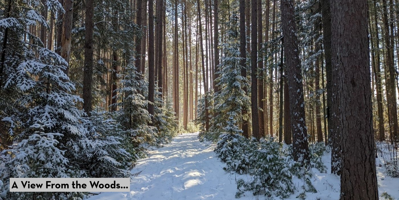 A snowy pine forest with a trail going into the distance. The words "A View From the Woods..." are in the bottom left corner.