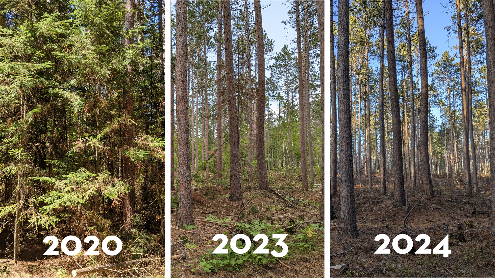 3 photos of 3 different years of the same forest stand