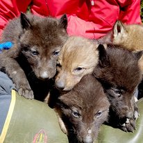 five wolf pups on a mat with a researcher's body in the background