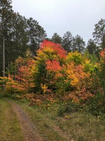 Fall colors in the forest