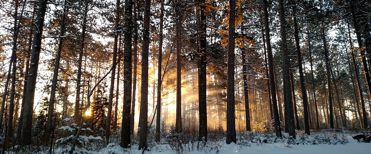 morning sunlight shining through red pine tree forest