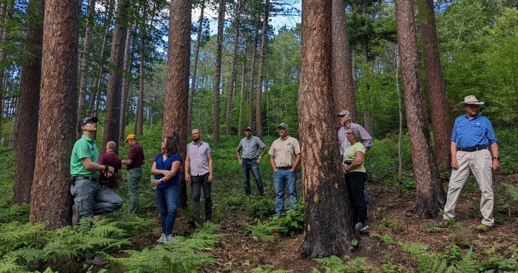 several people standing in the woods amongst tall pine trees