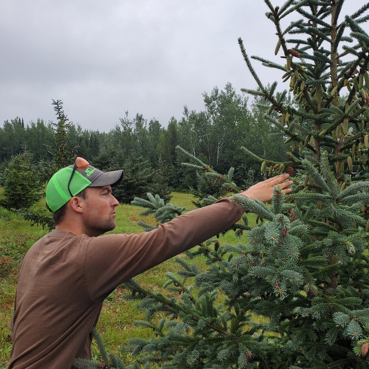 Mark Westphal  inspecting white spruce cones