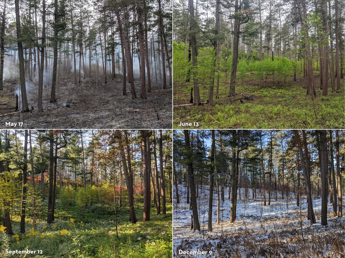 6 months of post-fire effects at Camp 8 stand