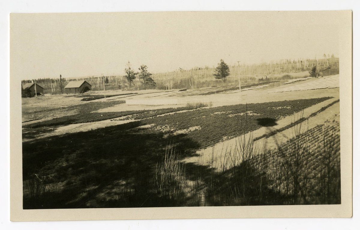 1928 view of reforestation nursery operations looking northeast towards Otter Creek