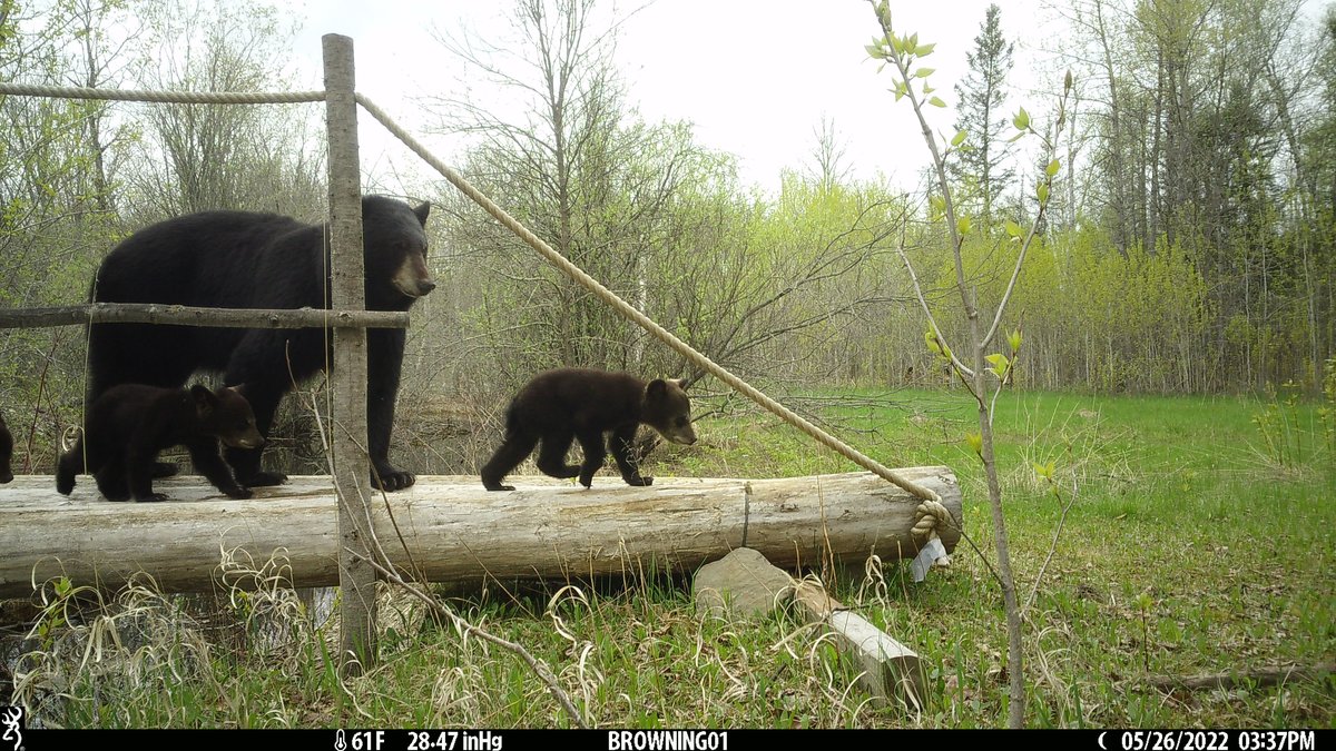 A black bear mother and three cubs cross a log bridge at HWRC.