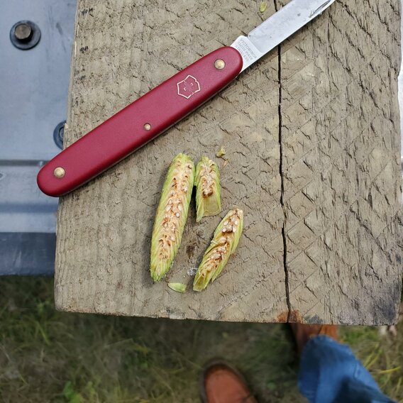 A pocket knife sits on a board next to a split green pine cone with seeds inside.