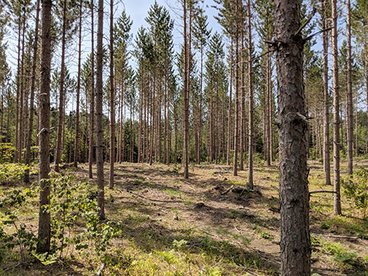 Red pine forest thinned out by active management