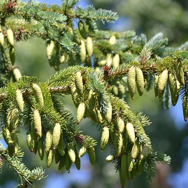 White spruce cones hanging from tree branches