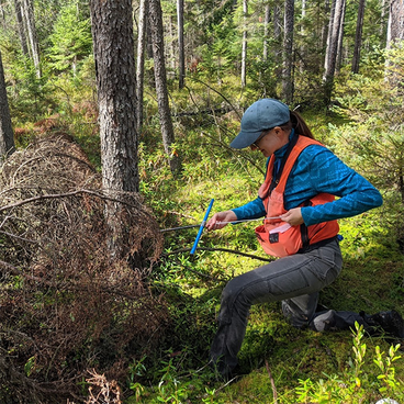 Mara McPartland kneels next to and takes a sample from a downed spruce