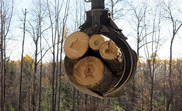 machine clamp around cut tree logs
