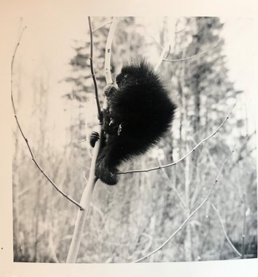 porcupine clinging to top of tree